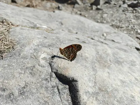 butterfly