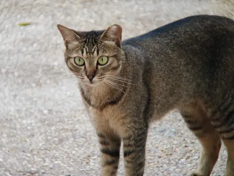 cat