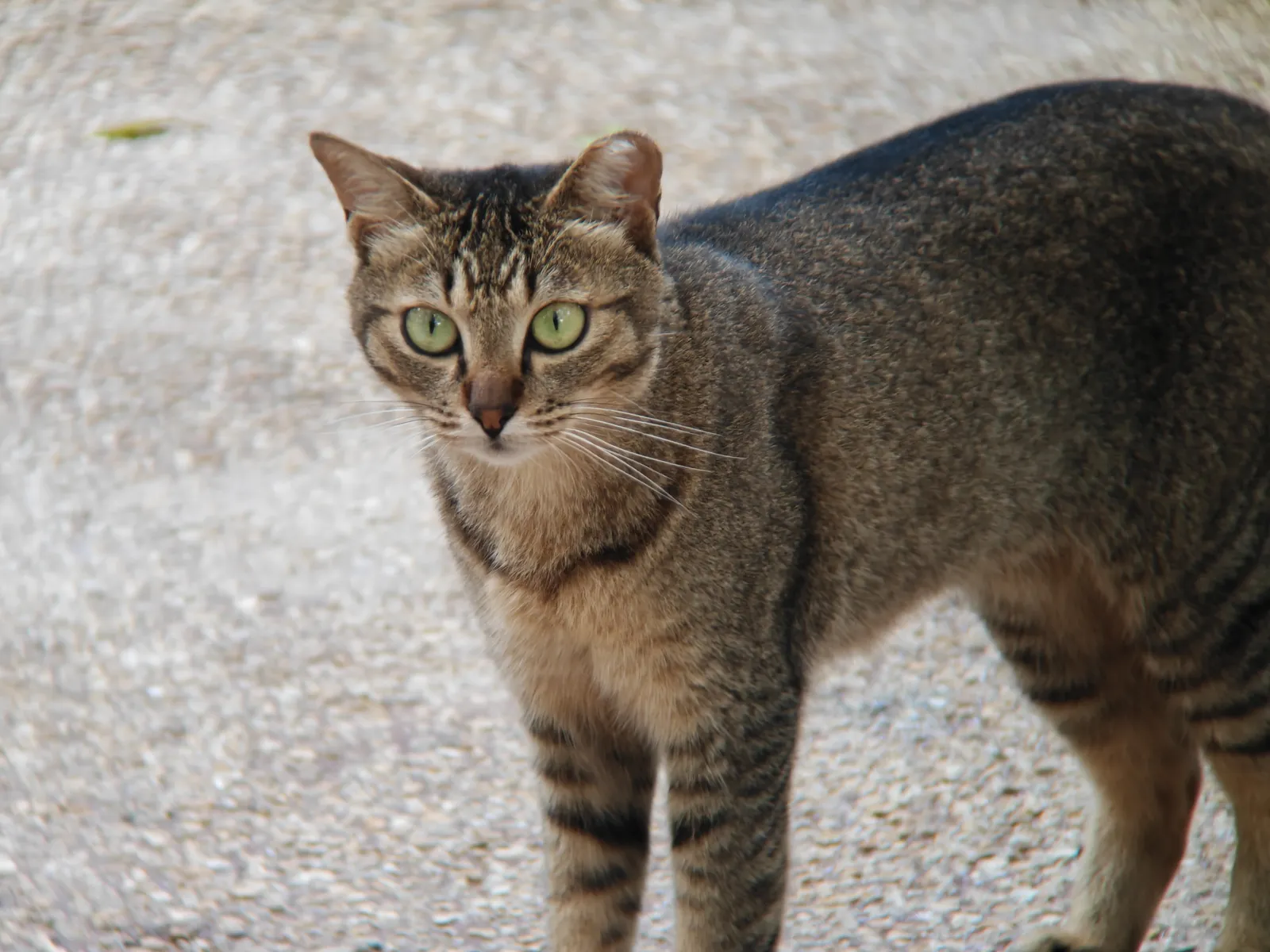cat