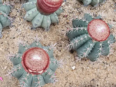 red-cactus