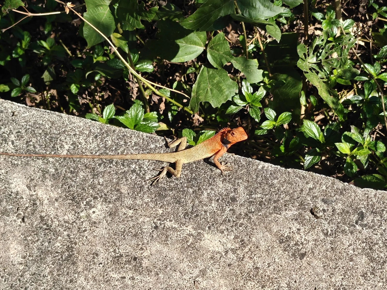 red head lizard
